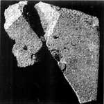  Fig. 8:(b) Shape of the "Beit David" stele found at Tel Dan